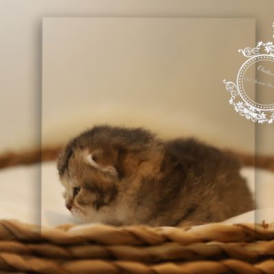 S........ Of British Archanges