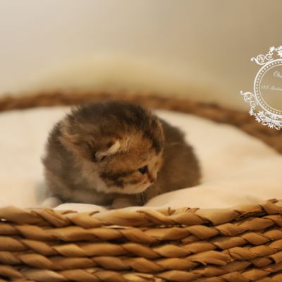 S........ Of British Archanges