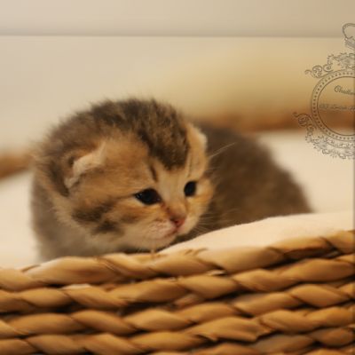 S........ Of British Archanges