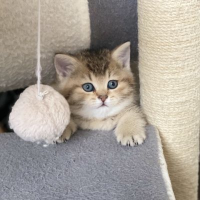 Sibelle Of British Archanges