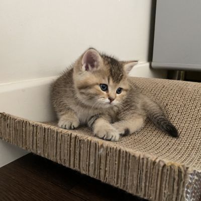 Sibelle Of British Archanges