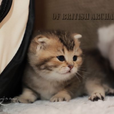 S........ Of British Archanges