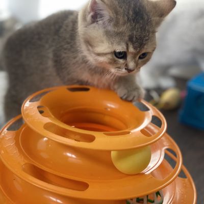 Sibelle Of British Archanges