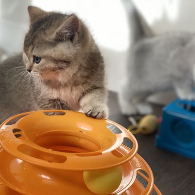 Sibelle Of British Archanges