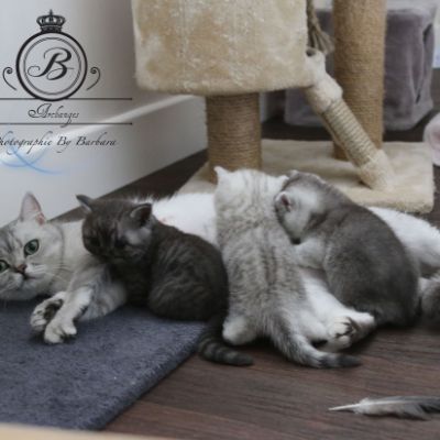 Nos Scottish Straight Chat de race LOOF