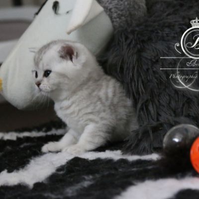 Nos Scottish Straight Chat de race LOOF