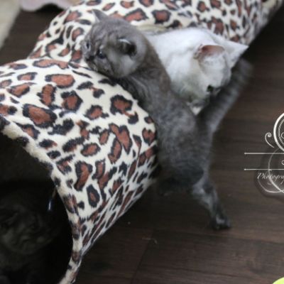 Nos Scottish Straight Chat de race LOOF