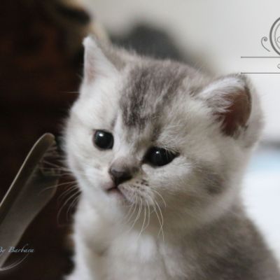 Nos Scottish Straight Chat de race LOOF