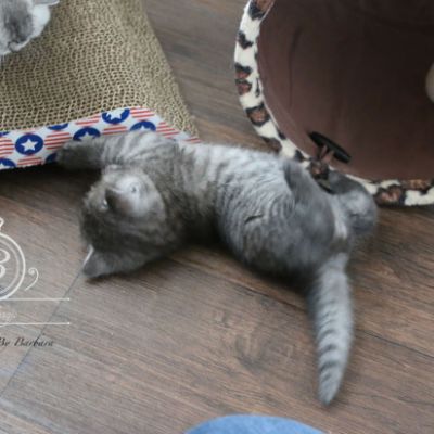 Nos Scottish Straight Chat de race LOOF