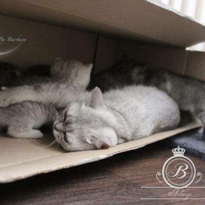 Nos Scottish Straight Chat de race LOOF