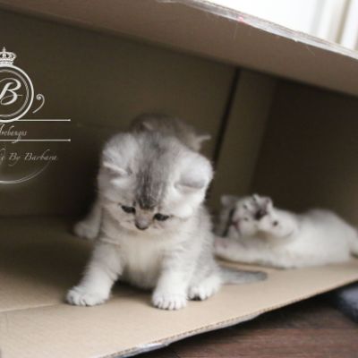 Nos Scottish Straight Chat de race LOOF