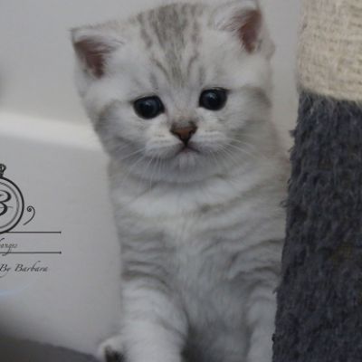 Nos Scottish Straight Chat de race LOOF