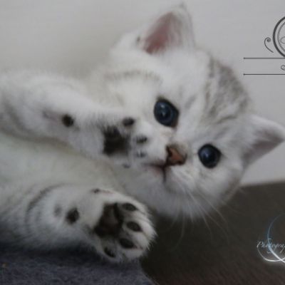 Nos Scottish Straight Chat de race LOOF