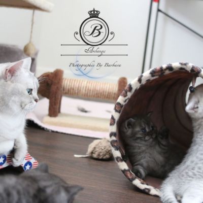 Nos Scottish Straight Chat de race LOOF