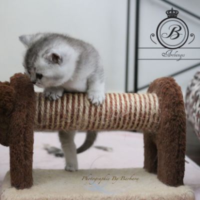 Nos Scottish Straight Chat de race LOOF