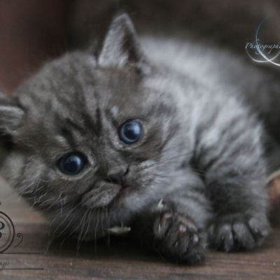 Nos Scottish Straight Chat de race LOOF