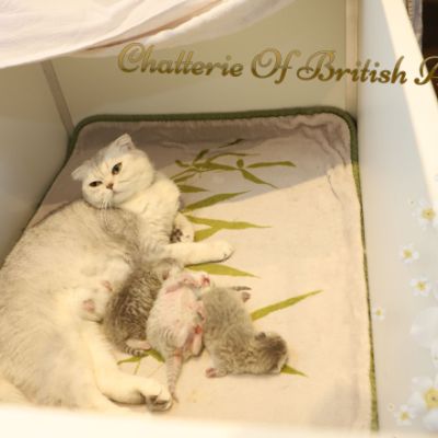 Nos archanges nées le 12 mai 2022