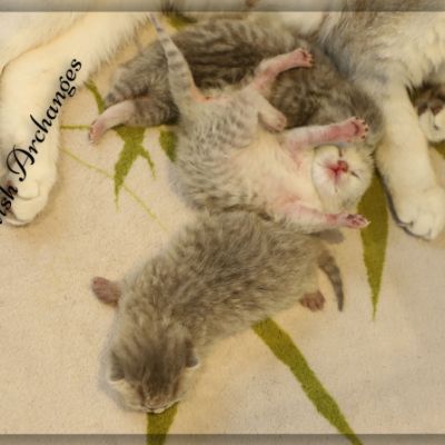 Nos archanges nées le 12 mai 2022