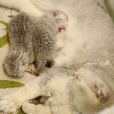 Nos archanges nées le 12 mai 2022