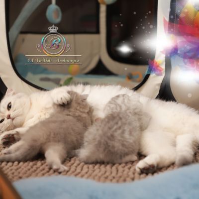 Nos archanges nées le 12 mai 2022