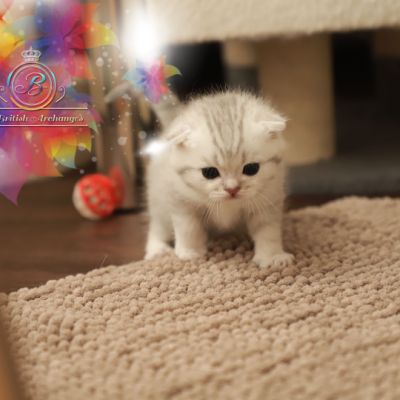 Nos archanges nées le 12 mai 2022