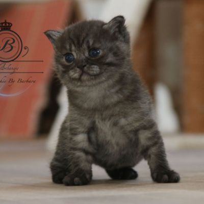 Philibert Of British Archanges