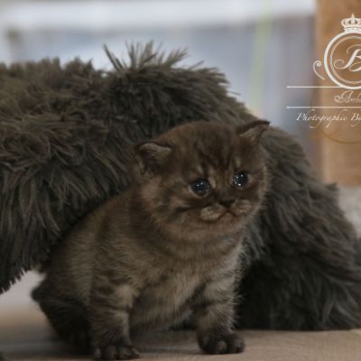 Patachou of British Archanges