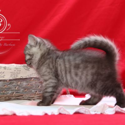 Philibert Of British Archanges