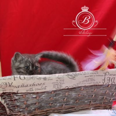 Philibert Of British Archanges