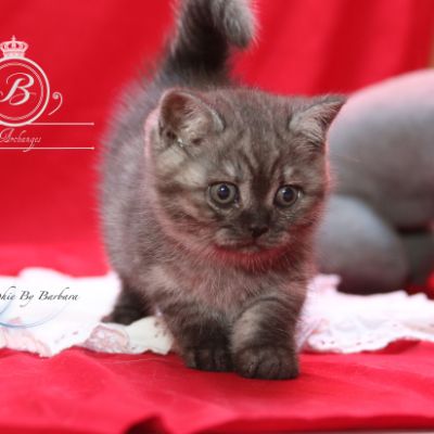 Philibert Of British Archanges