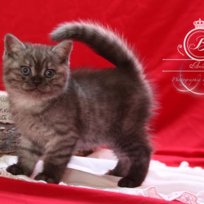 Philibert Of British Archanges