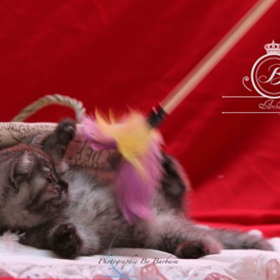 Philibert Of British Archanges