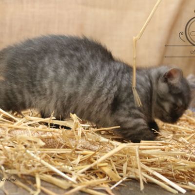 Philibert Of British Archanges