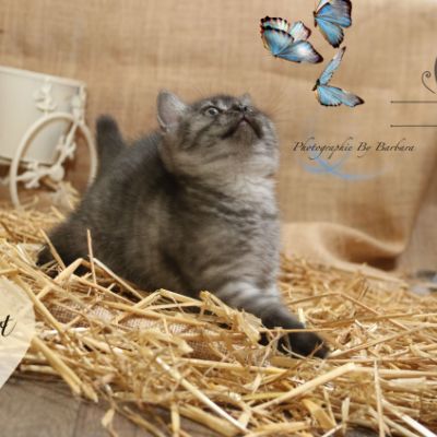 Philibert Of British Archanges