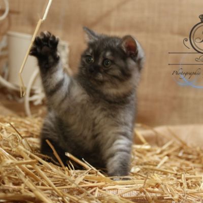 Philibert Of British Archanges