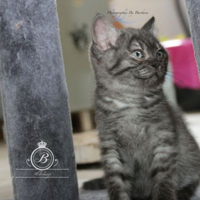 Philibert Of British Archanges