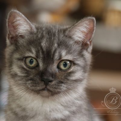 Philibert Of British Archanges