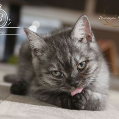 Philibert Of British Archanges