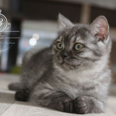 Philibert Of British Archanges