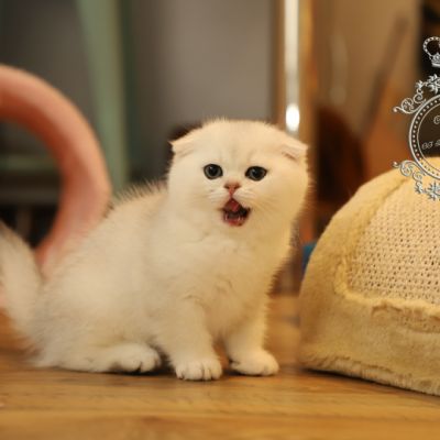 Una Bella Of British Archanges