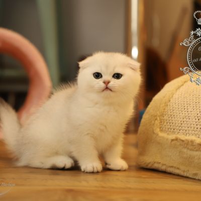 Una Bella Of British Archanges