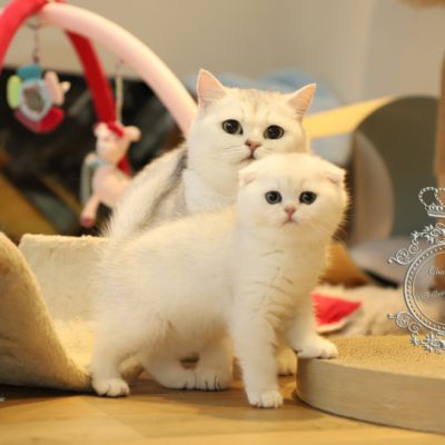 Una Bella Of British Archanges