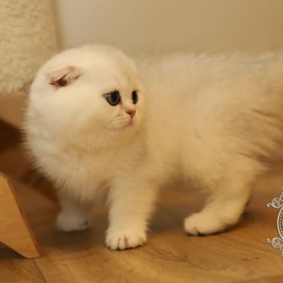 Una Bella Of British Archanges