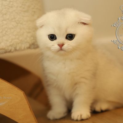 Una Bella Of British Archanges