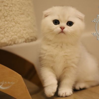 Una Bella Of British Archanges