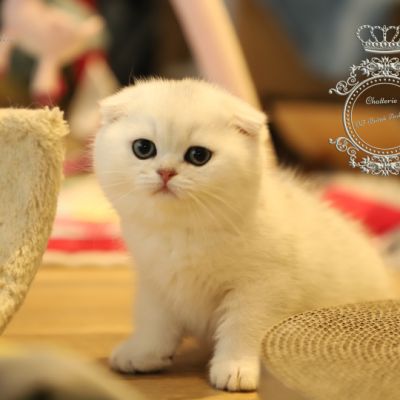 Una Bella Of British Archanges