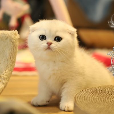 Una Bella Of British Archanges