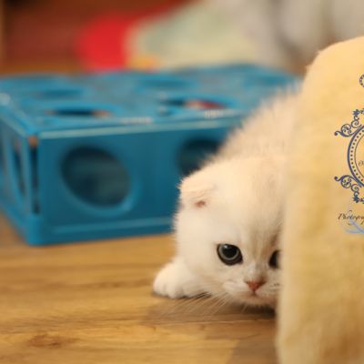 Una Bella Of British Archanges