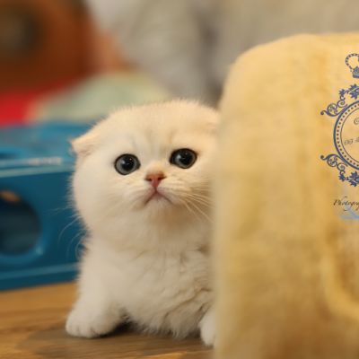 Una Bella Of British Archanges