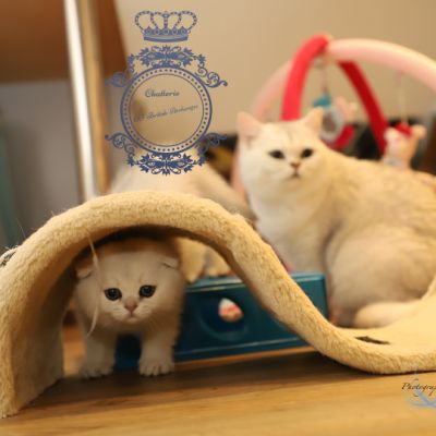 Una Bella Of British Archanges